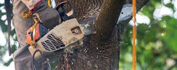 Best Commercial Tree Services  in Buna, TX