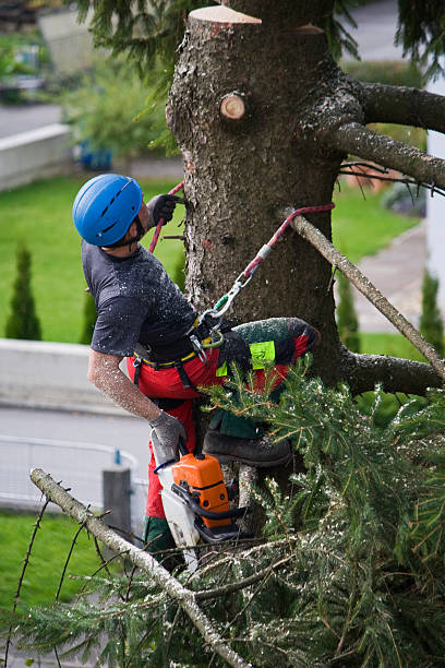 Lawn Pest Prevention in Buna, TX