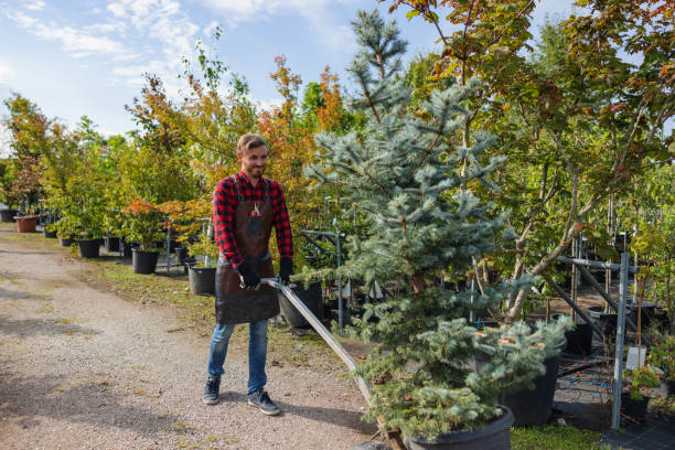 Best Commercial Tree Removal  in Buna, TX