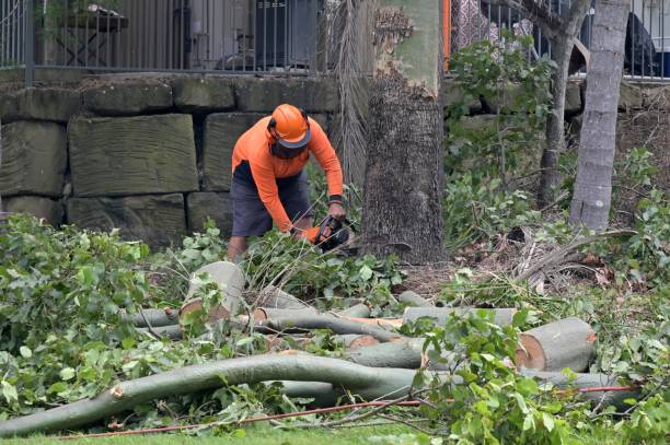 How Our Tree Care Process Works  in  Buna, TX