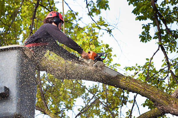 Best Tree Cabling and Bracing  in Buna, TX