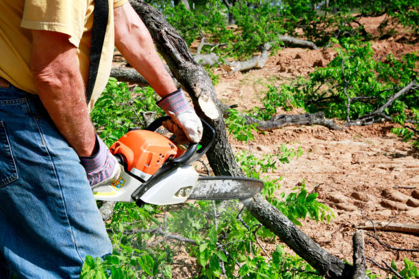 Trusted Buna, TX  Tree Services Experts